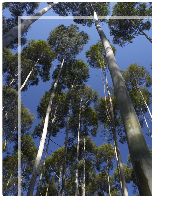 Forestal Caja Bancaria