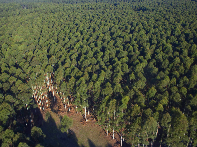 Forestal Caja Bancaria - Actividades: FORESTAL