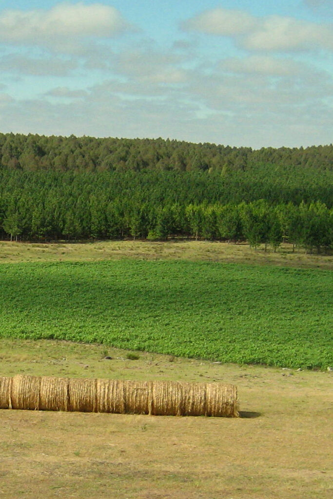 Forestal Caja Bancaria - Nosotros - Conózcanos: VISIÓN