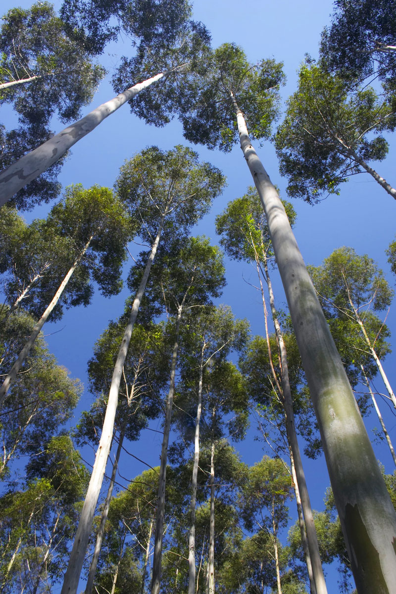 Forestal Caja Bancaria - Quienes somos